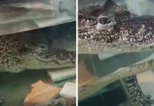 Крокодила Кузю из новосибирского магазина сантехники хотят отправить на Кубу