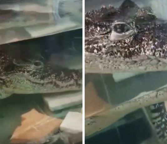 Крокодила Кузю из новосибирского магазина сантехники хотят отправить на Кубу