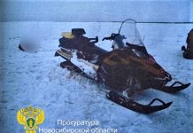 Новосибирцам, которые волокли привязанного к снегоходу кабана по заповеднику, вынесли приговор