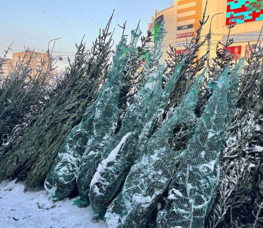 Где купить живую ёлку в Новосибирске? Опубликовали официальный список