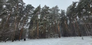 Митинг в защиту Инюшенского бора прошел в Новосибирске