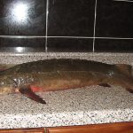 За вылов осетра сибиряк получил исправительные работы условно и долг в полмиллиона