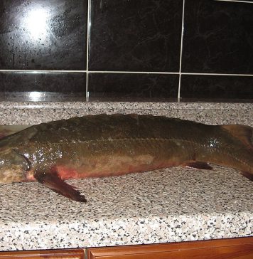 За вылов осетра сибиряк получил исправительные работы условно и полмиллиона долга