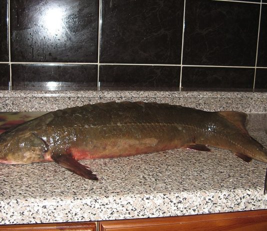 За вылов осетра сибиряк получил исправительные работы условно и долг в полмиллиона