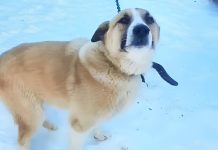 Проданная с домом в Новосибирске собака оказалась не нужна новым хозяевам