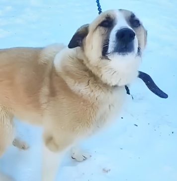 Проданная с домом в Новосибирске собака оказалась не нужна новым хозяевам