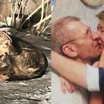 Новосибирец отбил женщину от бродячих псов, которые загрызли его невесту