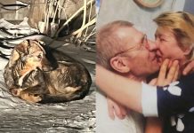 Новосибирец отбил женщину от бродячих псов, которые загрызли его невесту