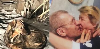 Новосибирец отбил женщину от бродячих псов, которые загрызли его невесту