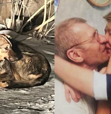 Новосибирец отбил женщину от бродячих псов, которые загрызли его невесту