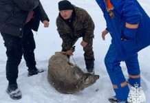 Косули сотнями гибнут на озёрах в Новосибирской области