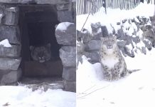 «Застенчивая красавица»: В Новосибирский зоопарк переехала жить самка краснокнижного ирбиса