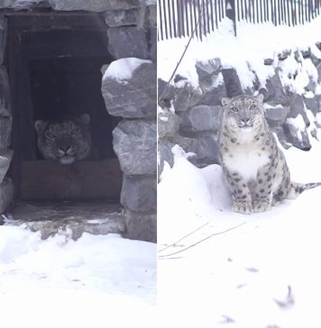 «Застенчивая красавица»: В Новосибирский зоопарк переехала жить самка краснокнижного ирбиса