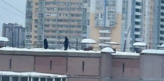 В Новосибирске дети играли в снежки на крыше высотки