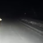 Минприроды попросили разобраться с волками в Новосибирской области