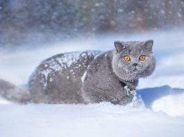 Новосибирский кот борется за мировое первенство в рейтинге World Cat Federation