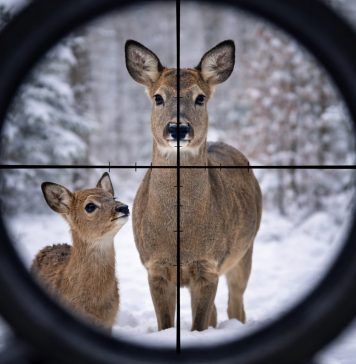 Браконьер признался в убийстве пяти косуль на 840 тысяч под Новосибирском