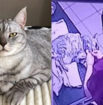 За убитого в ветклинике кота жительница Новосибирска получит 30 тысяч рублей