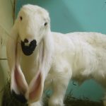 Ягнёнок инопланетной внешности родился в Новосибирске