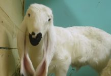 Ягнёнок инопланетной внешности родился в Новосибирске