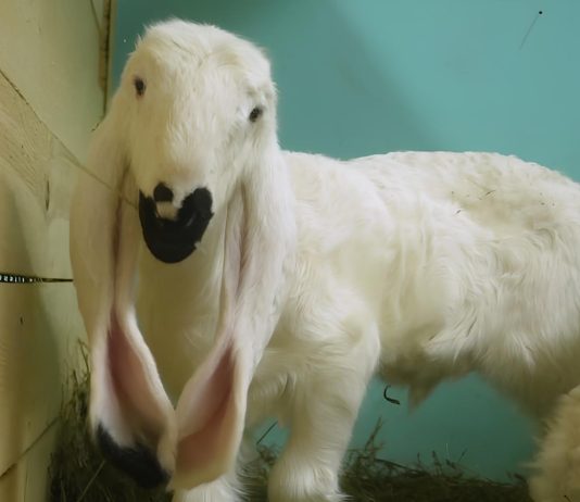 Ягнёнок инопланетной внешности родился в Новосибирске