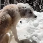 «Собак приходилось отдирать ото льда»: новосибирцы помогли пережить морозы бездомным животным