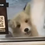 Бешеная лиса укусила человека в курортном пригороде Новосибирска