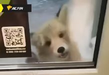 Бешеная лиса укусила человека в курортном пригороде Новосибирска