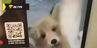 Лиса с признаками бешенства укусила человека в курортном пригороде Новосибирска