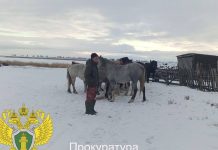 Двух конокрадов поймали в Новосибирской области