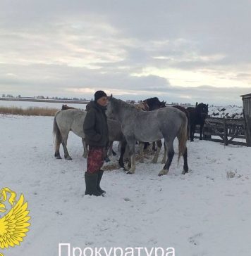 Двух конокрадов поймали в Новосибирской области