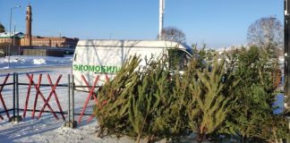 Новосибирцам рассказали, куда нести на утилизацию новогодние ёлки