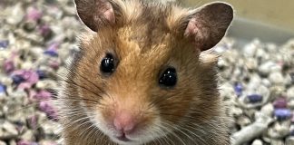 Новосибирских спасателей вызвали на помощь хомяку