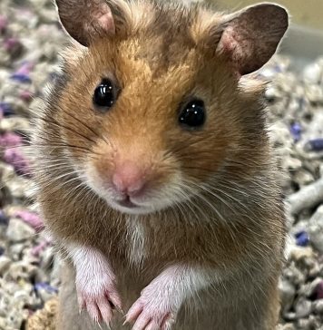 Новосибирских спасателей вызвали на помощь хомяку