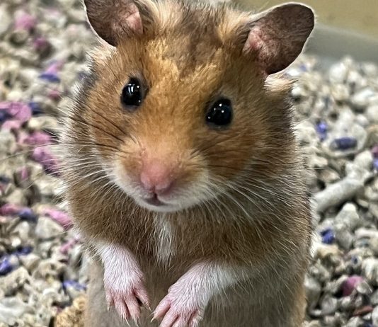 Новосибирских спасателей вызвали на помощь хомяку