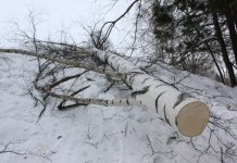 Новосибирский суд не стал сажать мужчину, убившего человека спиленным деревом