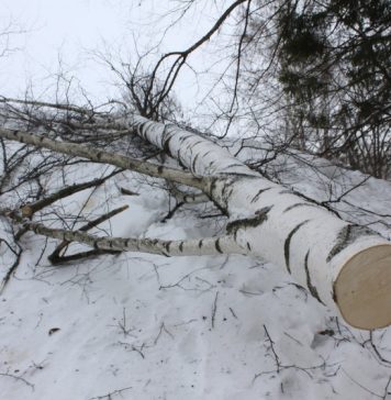 Новосибирский суд не стал сажать мужчину, убившего человека спиленным деревом