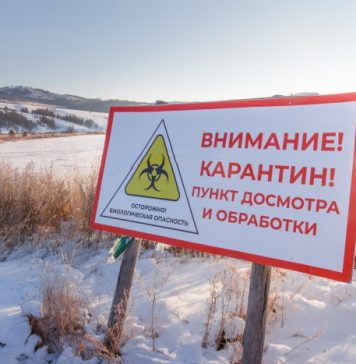 Волна бешенства: Сразу в нескольких населенных пунктах Новосибирской области ввели карантин