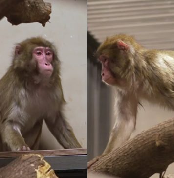 Новосибирский зоопарк получил трех японских макак, но посетителям их не показывает