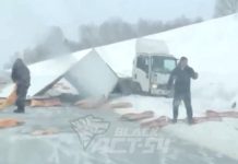 Трассу под Новосибирском завалило свиными тушами