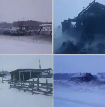 Более 100 телят сгорели при пожаре на ферме в Новосибирской области