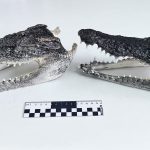 Крокодильи головы обнаружили в чемодане пассажира новосибирского аэропорта