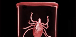 «Клещ. Поймать с поличным». Выставка-детектив в Музее природы