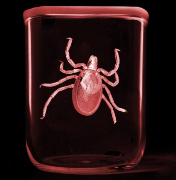 «Клещ. Поймать с поличным». Выставка-детектив в Музее природы