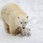 Белый медвежонок родился в Новосибирском зоопарке