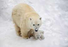 Белый медвежонок родился в Новосибирском зоопарке