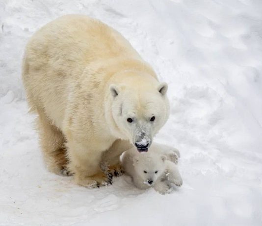 Белый медвежонок родился в Новосибирском зоопарке