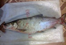 Новосибирца обвинили в незаконной рыбалке на 3,6 миллиона рублей