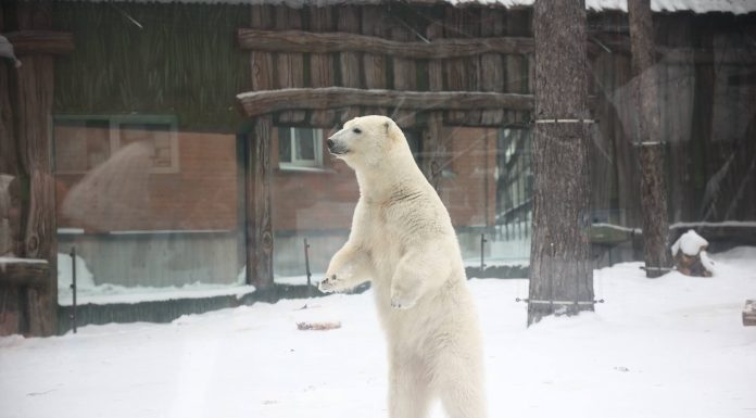 Новосибирский зоопарк создает условия для гостей из Азии и Африки