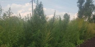За сбор конопли жителя Новосибирской области отправили в колонию особого режима